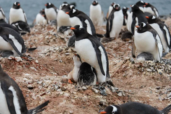 Gentoo Penguin Med Ungarna Boet — Stockfoto