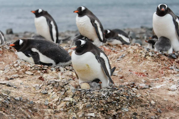 Gentoo Penguin Med Chick Boet — Stockfoto