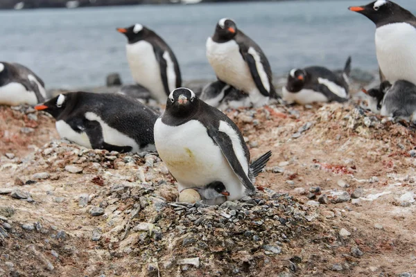 Gentoo Pinguin Mit Küken Nest — Stockfoto