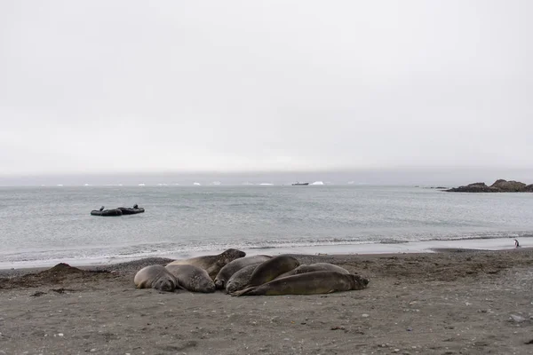 Elefantenrobben Strand — Stockfoto