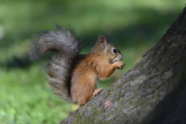 Röda Ekorren Park — Stockfoto