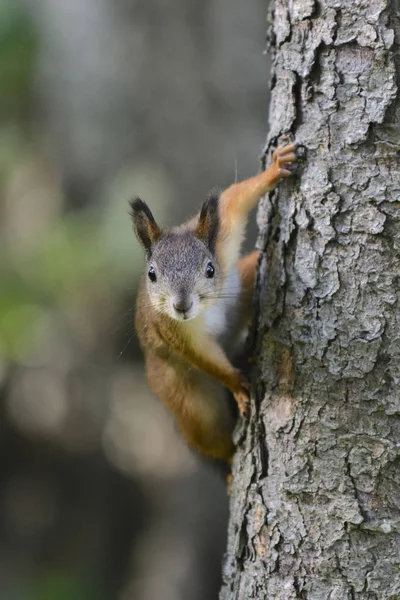 Rotes Eichhörnchen Park — Stockfoto