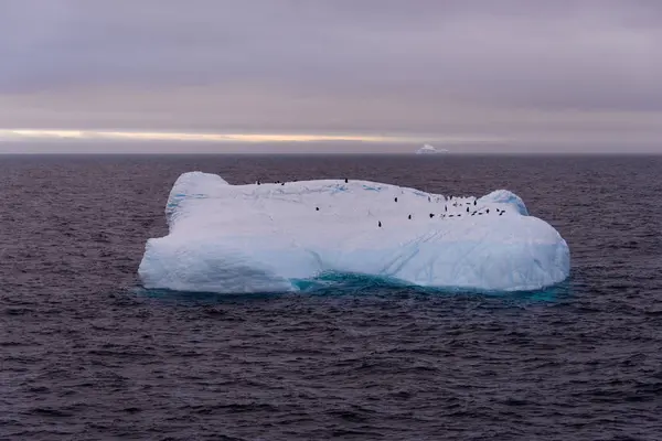 Iceberg Com Pinguins Mar Antárctico — Fotografia de Stock