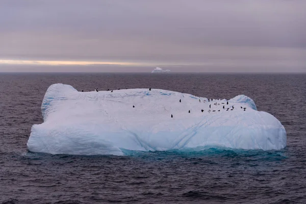Айсберг Пінгвінів Морі Антарктичної — стокове фото