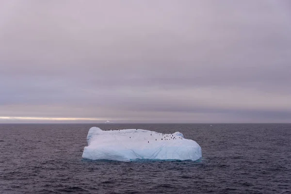Iceberg Aux Manchots Dans Mer Antarctique — Photo