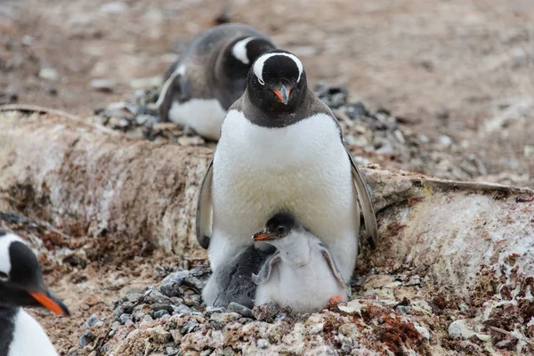 Gentoo Penguin Chicks Nest Stock Photo