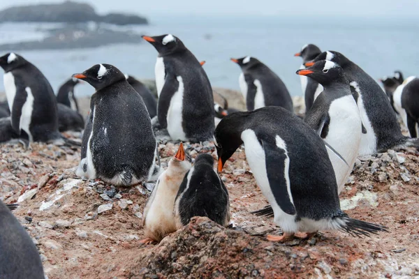 Gentoo Penguin Chicks Royalty Free Stock Photos