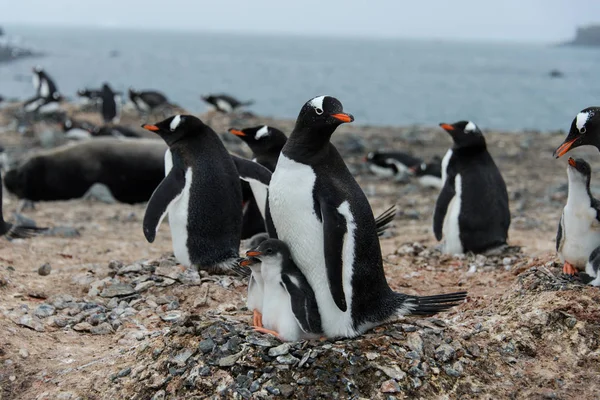 Gentoo Penguin Chicks Nest Royalty Free Stock Photos