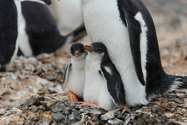 Two Gentoo Penguin Chicks Nest Royalty Free Stock Photos