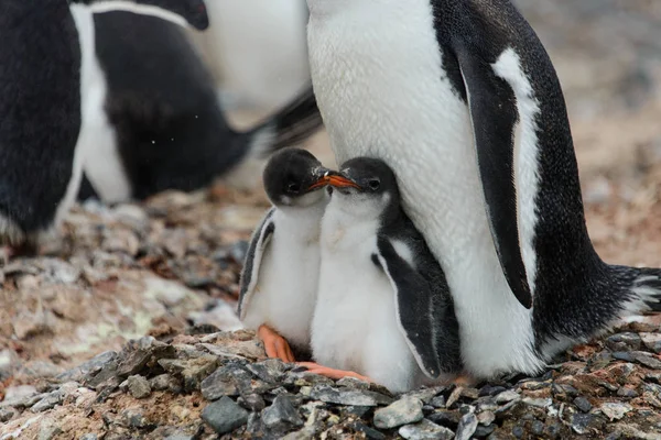 Two Gentoo Penguin Chicks Nest Stock Image