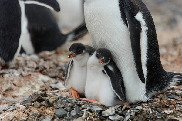 Two Gentoo Penguin Chicks Nest Stock Image