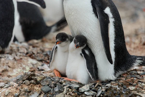 Two Gentoo Penguin Chicks Nest Stock Picture