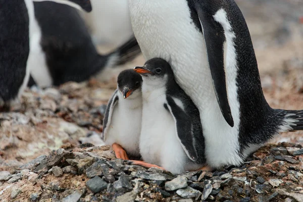Two Gentoo Penguin Chicks Nest Stock Picture
