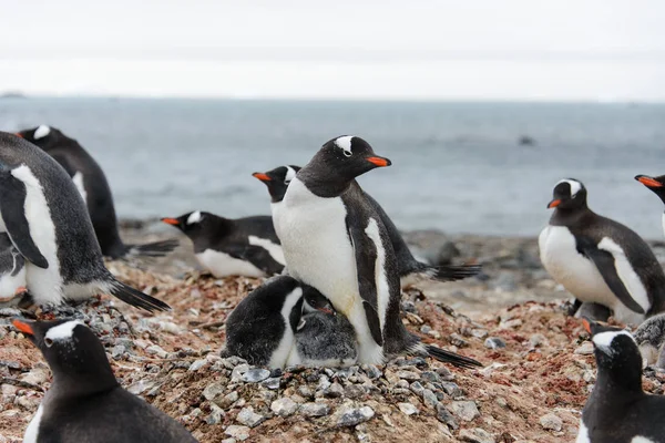 Gentoo Penguin Chick Nest Stock Photo