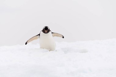 Gentoo pengueni sahilde