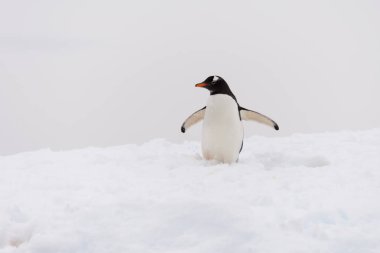 Gentoo pengueni sahilde