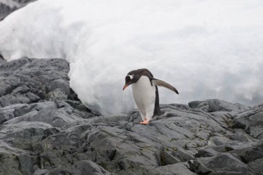 Gentoo pengueni sahilde