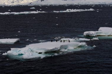 Gentoo penguenleri buz üstünde