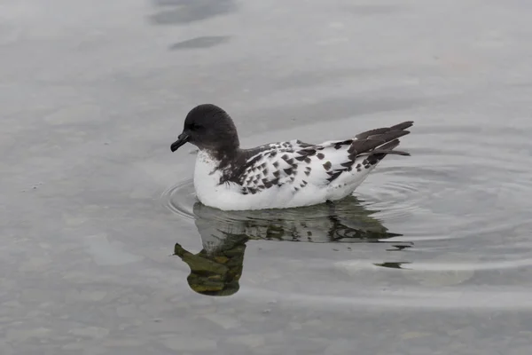 Petrel Antártico Agua — Foto de Stock