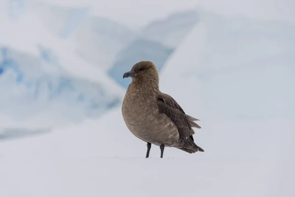 Scua Antarctique Sur Neige — Photo