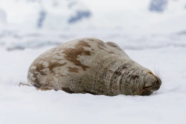 Crabeater Seal Ice — Stock Photo, Image