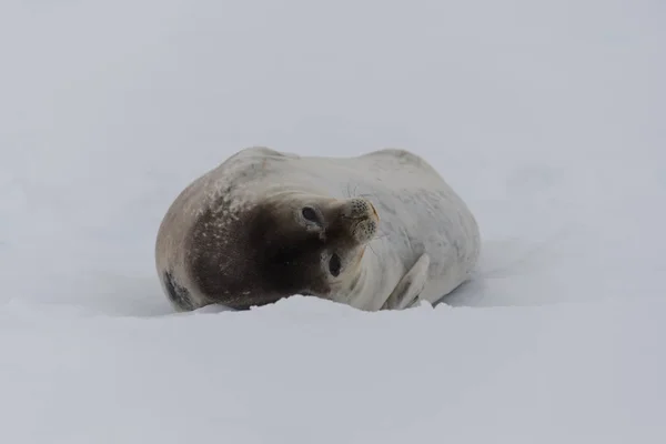 Sello Cangrejo Hielo — Foto de Stock