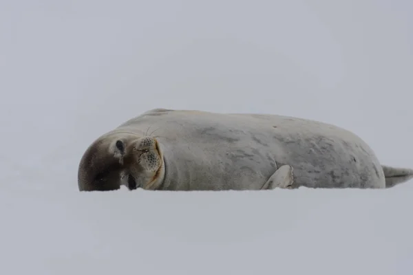Тюленя Льоду — стокове фото