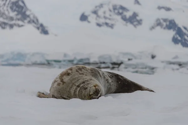 Тюленя Льоду — стокове фото