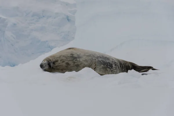 氷の上のカニクイアザラシ — ストック写真