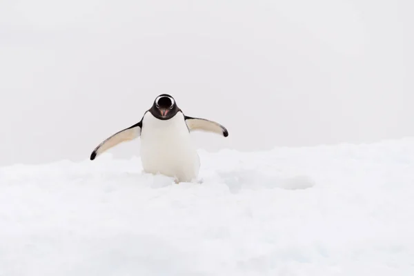 Pinguim Gentoo Praia — Fotografia de Stock