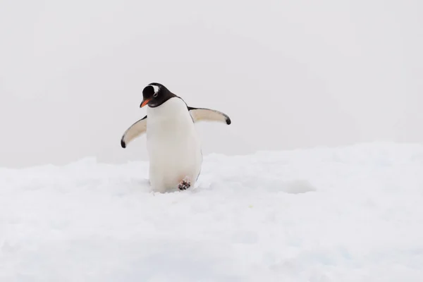 Gentoo Pinguin Strand — Stockfoto