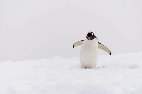 Pinguino Gentoo Sulla Spiaggia — Foto Stock