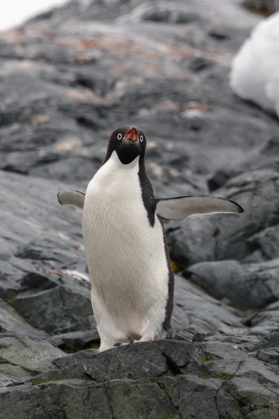 Pinguim Adelie Sobre Rochas Costeiras — Fotografia de Stock