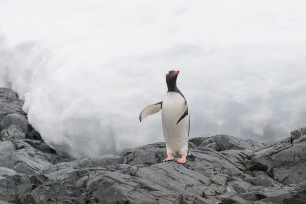 Gentoo Pingouin Sur Plage — Photo