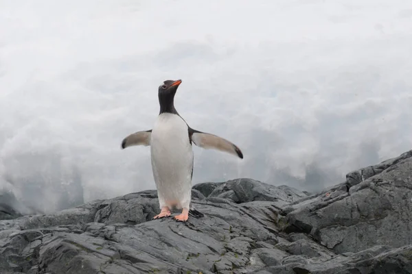 Gentoo Pinguin Strand — Stockfoto
