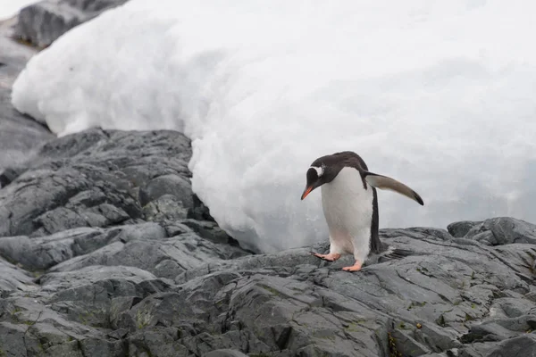 Gentoo Pingwina Plaży — Zdjęcie stockowe