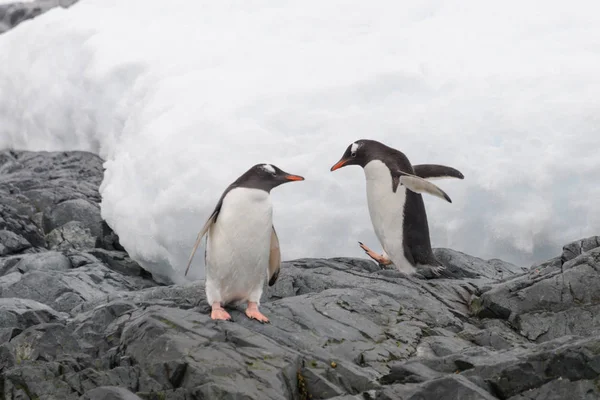 Deux Pingouins Gentils Vont Sur Plage — Photo
