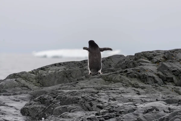 Pingüino Adelie Espalda — Foto de Stock