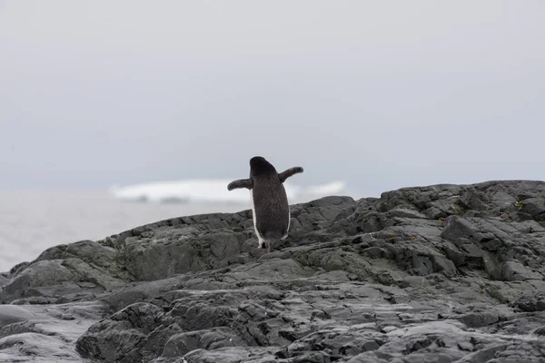 Adelie Pinguin Von Hinten — Stockfoto