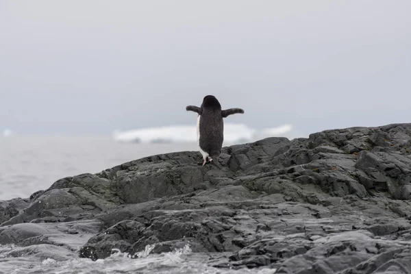 Adelie Penguen Suya Gidiyor — Stok fotoğraf