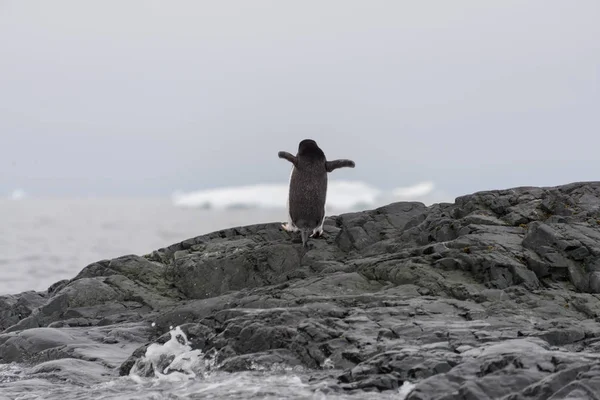 Pingüino Adelie Espalda —  Fotos de Stock