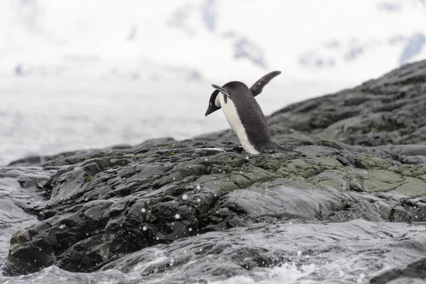 Pingüino Adelie Playa —  Fotos de Stock
