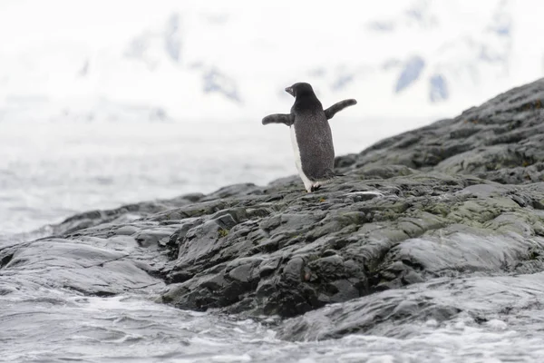 アデリー ペンギンの水に行く — ストック写真