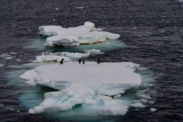 Pingüinos Gentoo Hielo — Foto de Stock