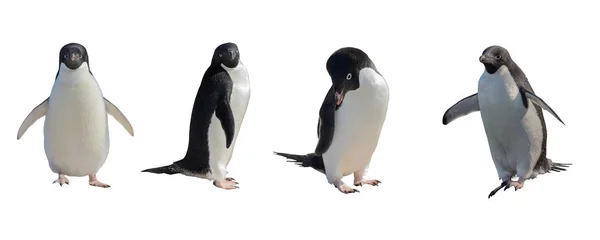 Pinguins Adelie Conjunto Isolado Sobre Fundo Branco — Fotografia de Stock