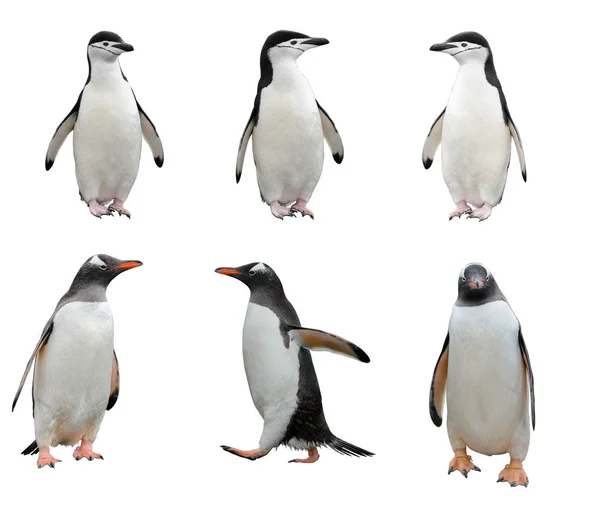 Beyaz arka plan üzerinde izole penguenler