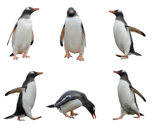 Πιγκουΐνους Που Απομονώνονται Λευκό Φόντο — Φωτογραφία Αρχείου