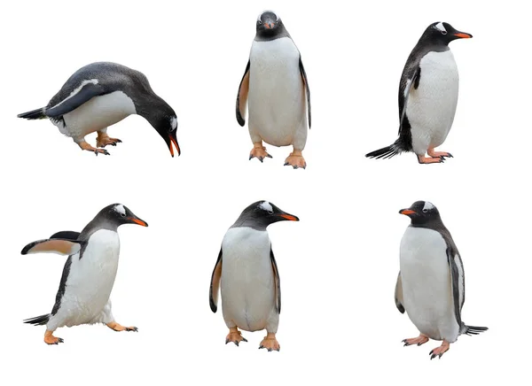 Pingviner Isolerad Vit Bakgrund — Stockfoto