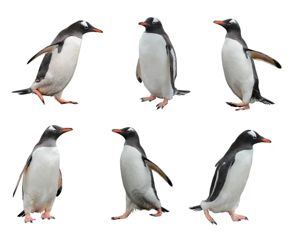 Пінгвіни Ізольовані Білому Тлі — стокове фото
