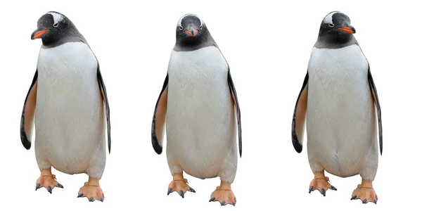 Пінгвіни Ізольовані Білому Тлі — стокове фото